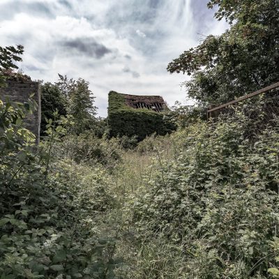 Metal grid under vegetation