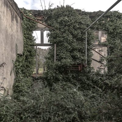 Windows in the green